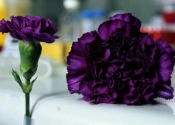 Yellow carnations mean rejection. Pictured is the genetically modified black carnation, produced by Florigene. Just imagine what that would have signified a hundred years ago ...