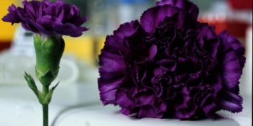 Yellow carnations mean rejection. Pictured is the genetically modified black carnation, produced by Florigene. Just imagine what that would have signified a hundred years ago ...