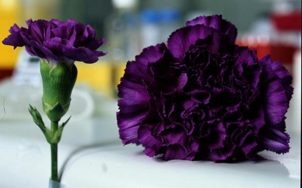 Yellow carnations mean rejection. Pictured is the genetically modified black carnation, produced by Florigene. Just imagine what that would have signified a hundred years ago ...