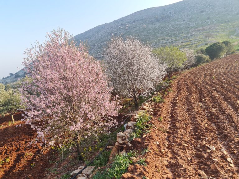 زهر اللوز