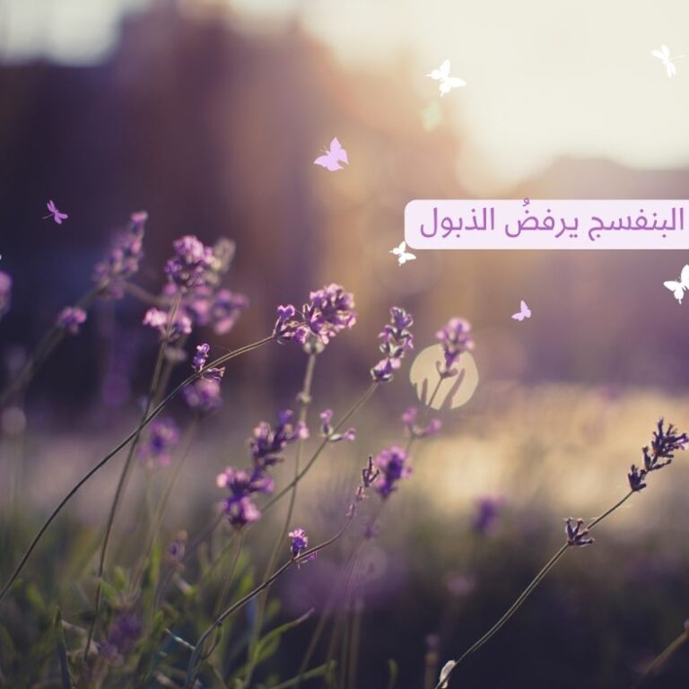 البنفسج يرفضُ الذبول