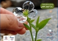 Diphylleia grayi، زهرة الهيكل العظمي