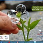 Diphylleia grayi، زهرة الهيكل العظمي