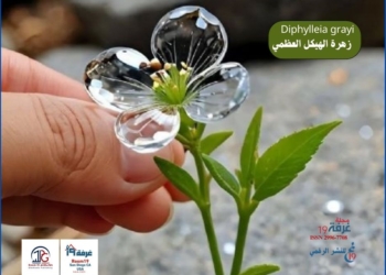 Diphylleia grayi، زهرة الهيكل العظمي