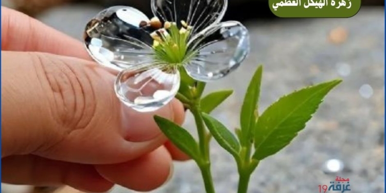 Diphylleia grayi، زهرة الهيكل العظمي