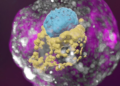 A stem-cell derived human embryo model showing blue cells (embryo), yellow cells (yolk sac) and pink cells (placenta).