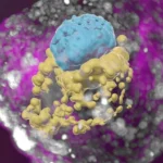 A stem-cell derived human embryo model showing blue cells (embryo), yellow cells (yolk sac) and pink cells (placenta).