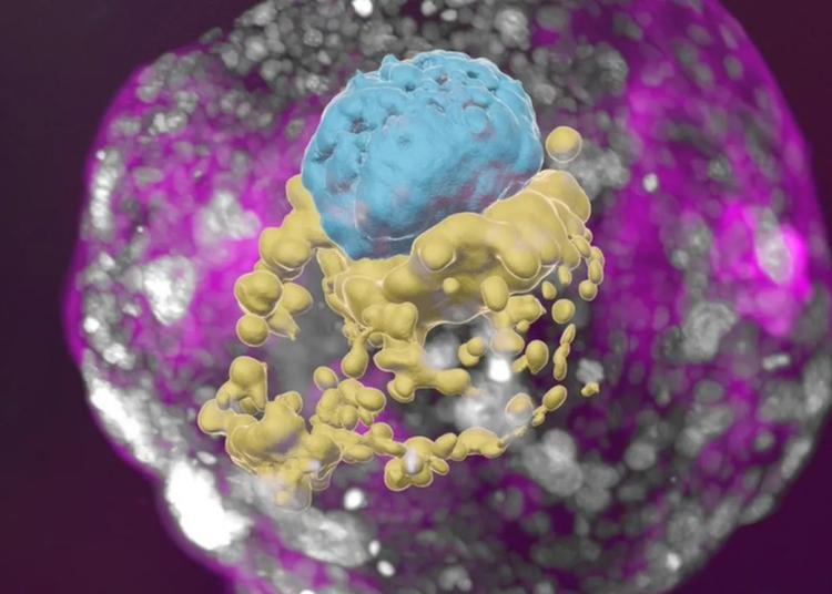 A stem-cell derived human embryo model showing blue cells (embryo), yellow cells (yolk sac) and pink cells (placenta).