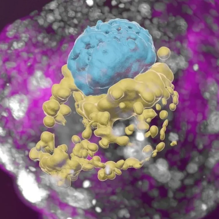 A stem-cell derived human embryo model showing blue cells (embryo), yellow cells (yolk sac) and pink cells (placenta).