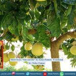 Short Story “Sun and life” by Eklas Francis- Translated by: Maha Osman