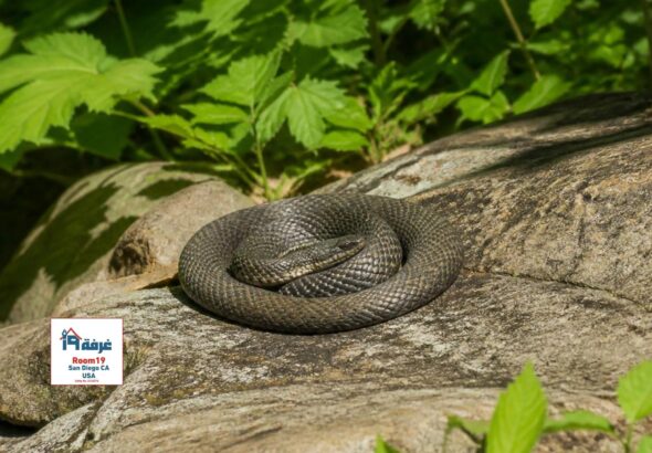 Snake